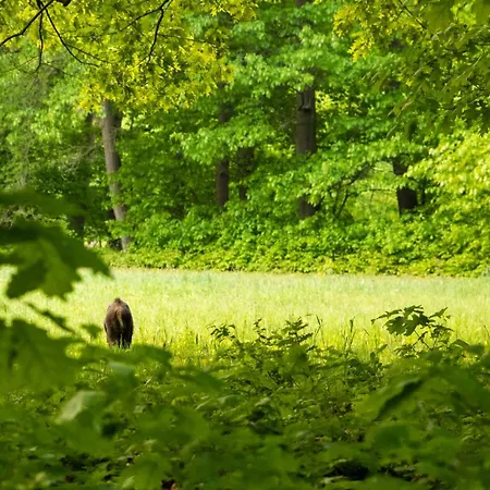 Vakantiewoning Heidebos In Het Nationaal Park Hoge Kempen *