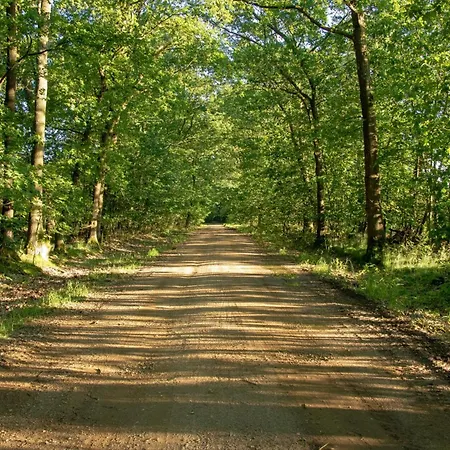 Vakantiewoning Heidebos In Het Nationaal Park Hoge Kempen